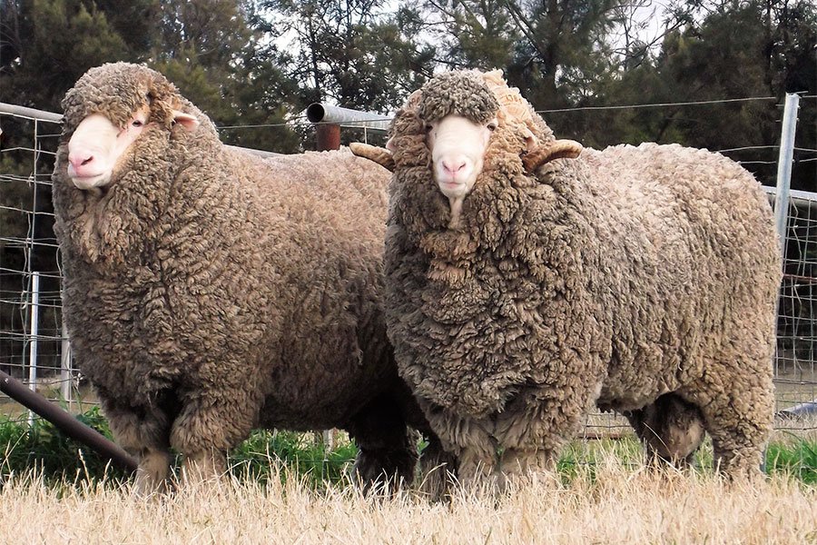 Doğal Sosis Kılıfı